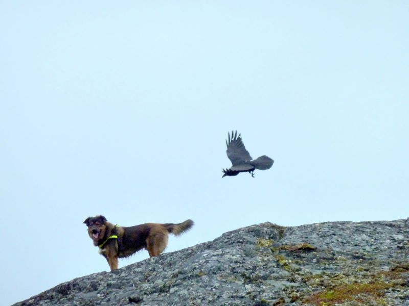 2010-09-28-1512_En ravn fløj rundt om os og brokkede sig_Bedste_1; Djanco; Ravn