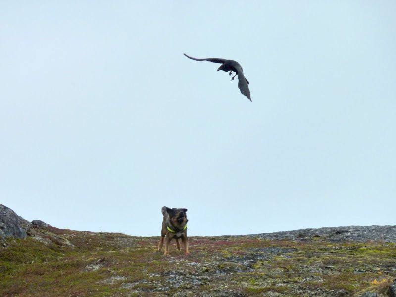 2010-09-28-1512_En ravn fløj rundt om os og brokkede sig_Bedste_1; Ravn