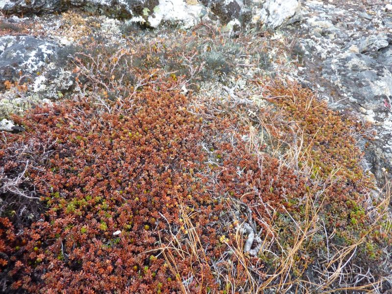 2010-09-29-1238_-_Vegetation