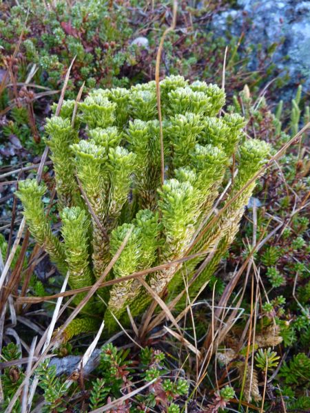 2010-10-06-1229_-_Vegetation