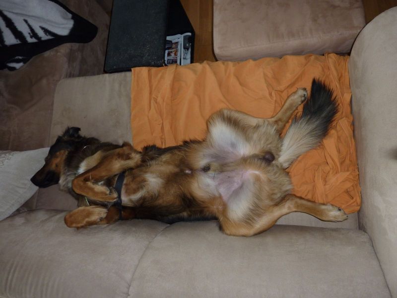 2010-10-08-1018_-_Djanco_2