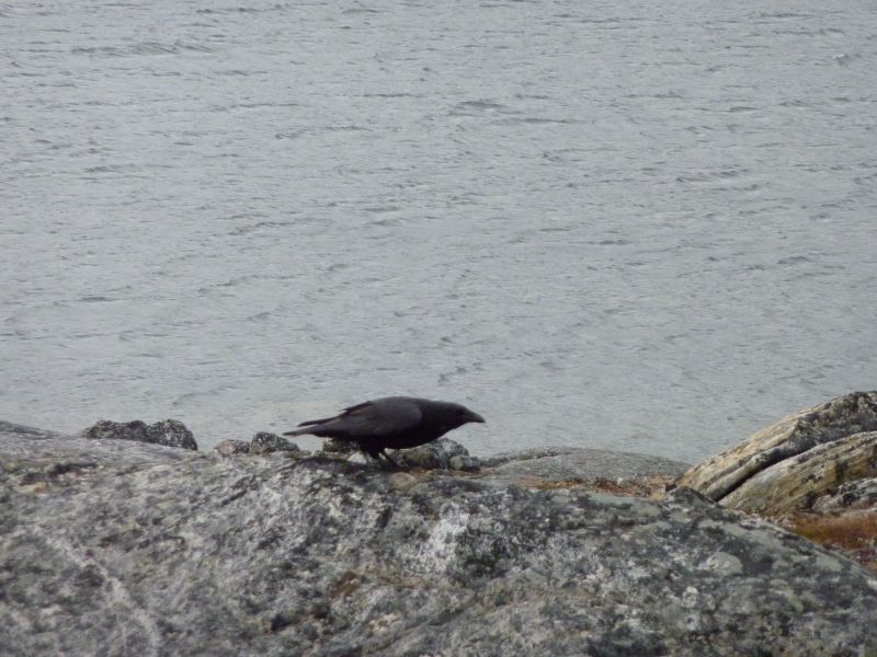2010-10-10-1330_-_Ravn