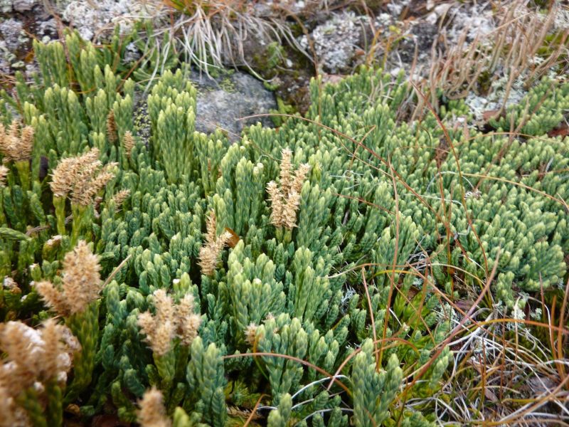 2010-10-10-1346_-_Vegetation