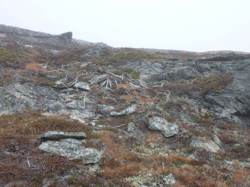 2010-10-15-1306_-_Vegetation