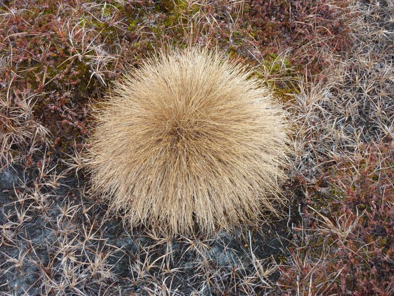 2010-10-15-1350_-_Vegetation