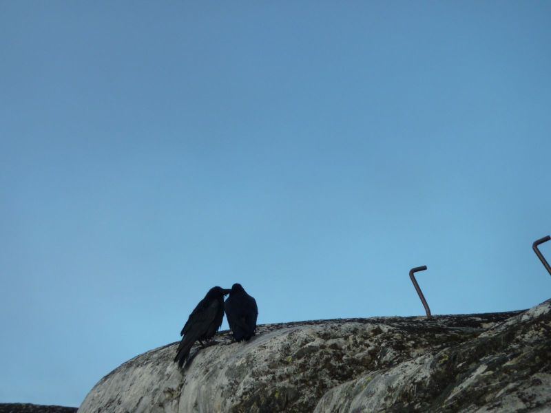 2010-10-22-1211_-_Ravn