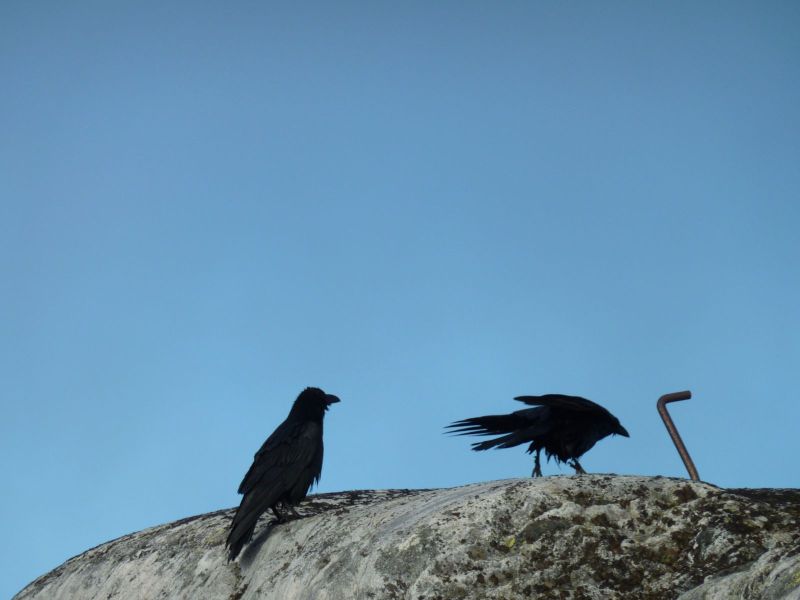 2010-10-22-1211_-_Ravn_2