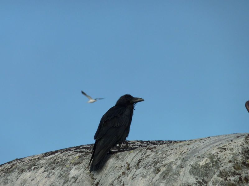2010-10-22-1211_-_Ravn_3