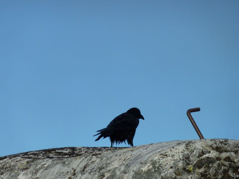 2010-10-22-1211_-_Ravn_4