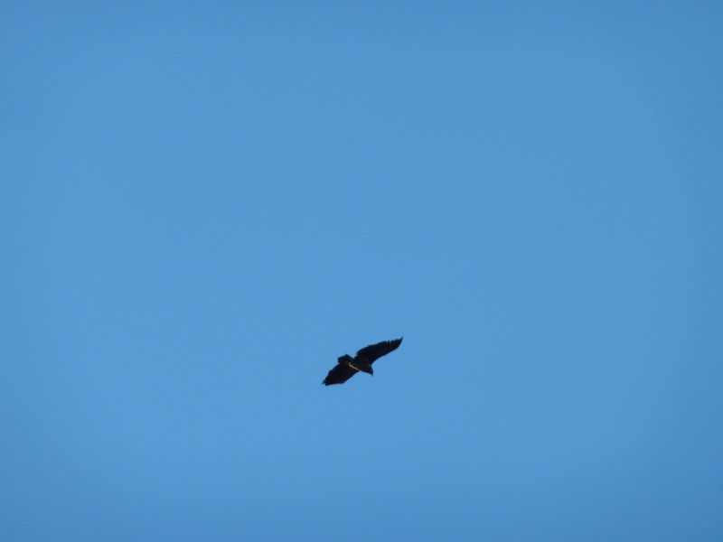 2010-10-29-1413_-_HavÃ¸rn; Havørn