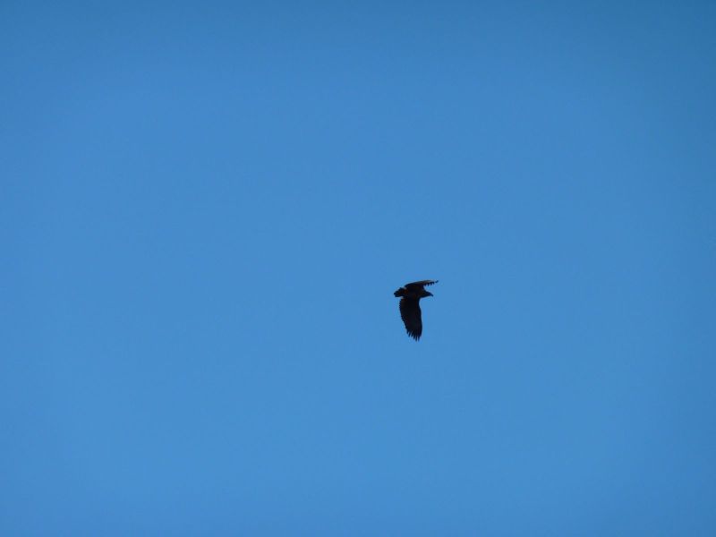 2010-10-29-1413_-_HavÃ¸rn; Havørn_2