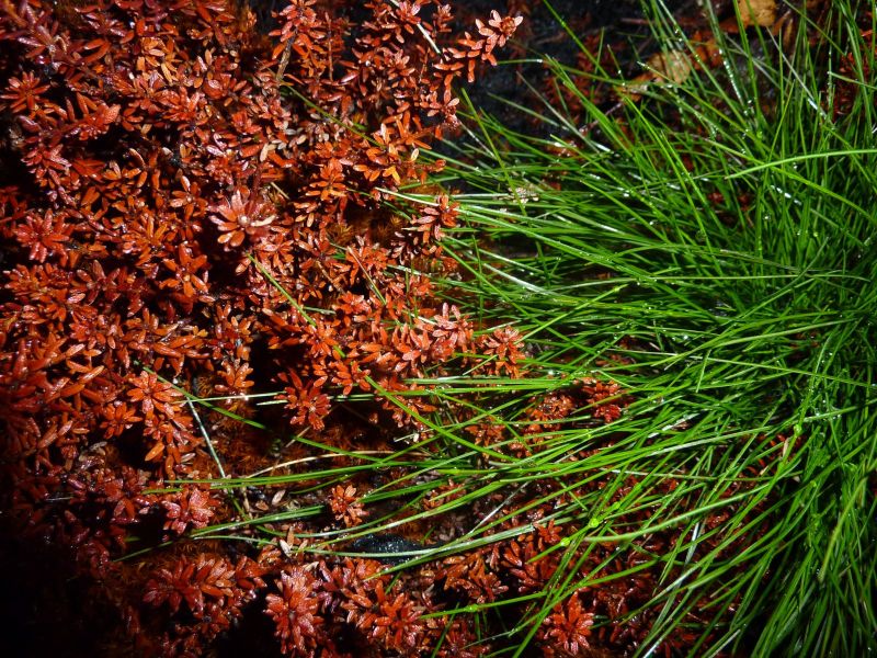 2010-11-06-1931_-_Vegetation