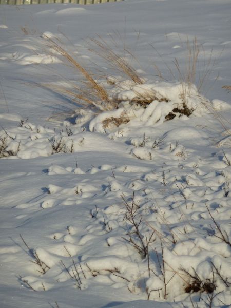 2010-11-11-1435_-_Vegetation