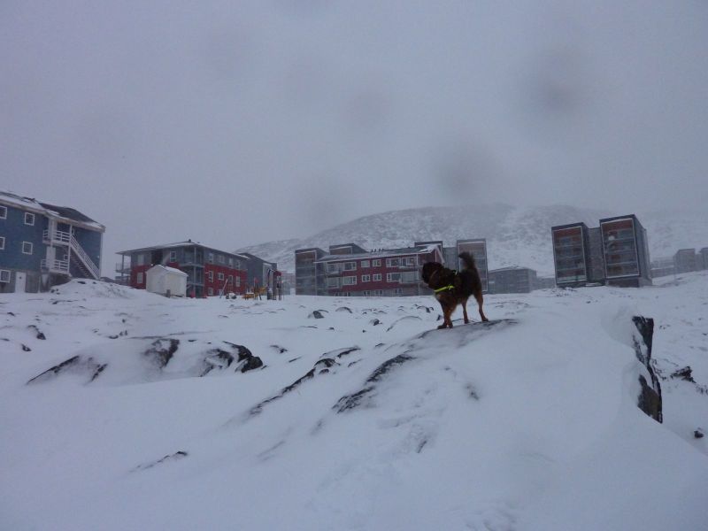 2010-12-14-1236_-_Djanco; Pupik