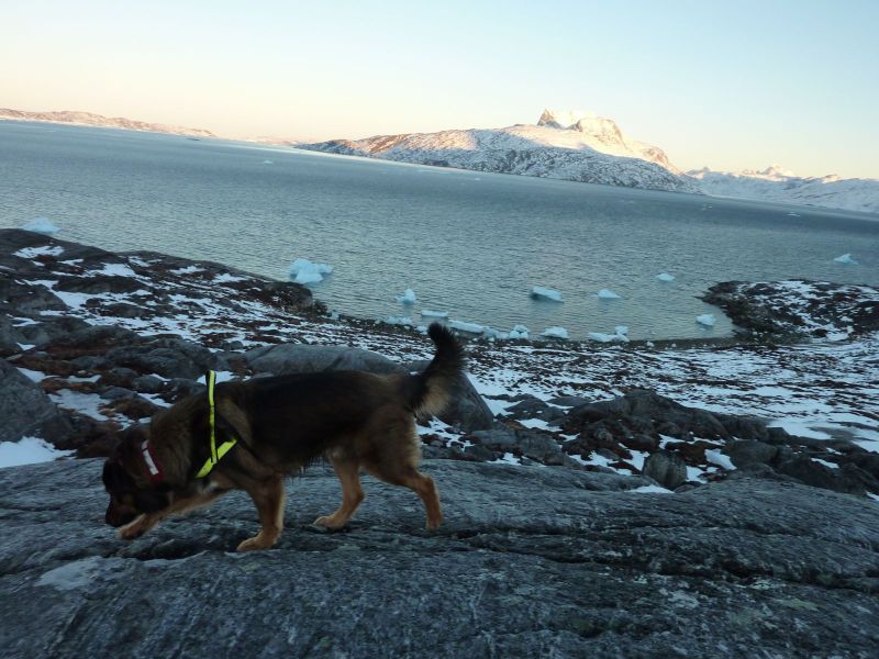 2010-12-17-1222_-_Djanco; Sermitsiaq