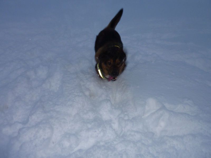 2010-12-23-1005_-_Djanco