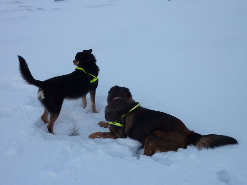 2010-12-28-1151_-_Djanco; Quna_10