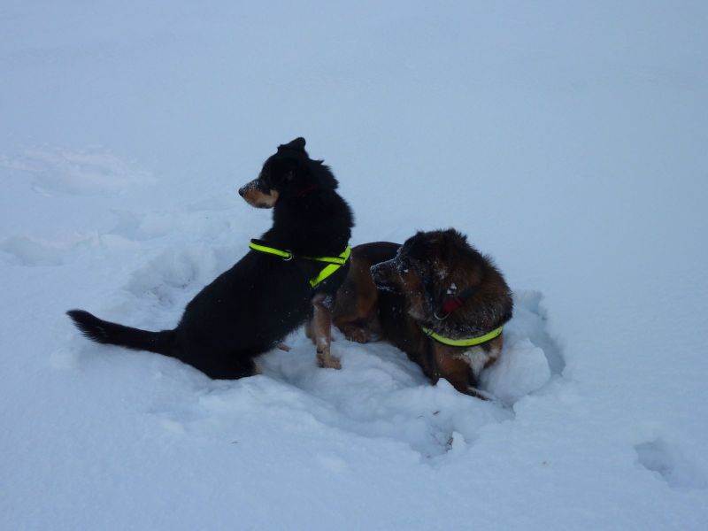 2010-12-28-1152_-_Djanco; Quna_4