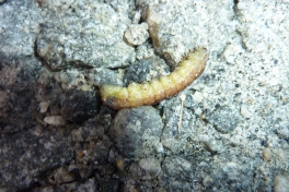 2010-12-06-1334_-_Larve