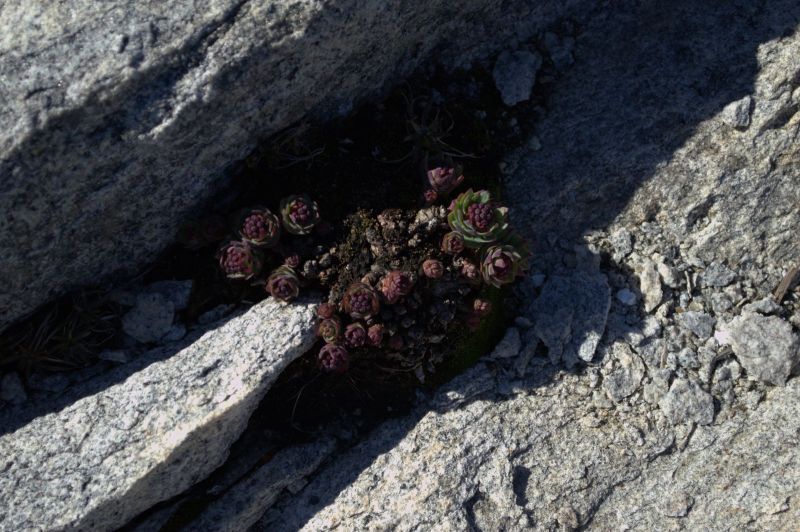 2014-06-08-1712_-_Gode_1_Vegetation