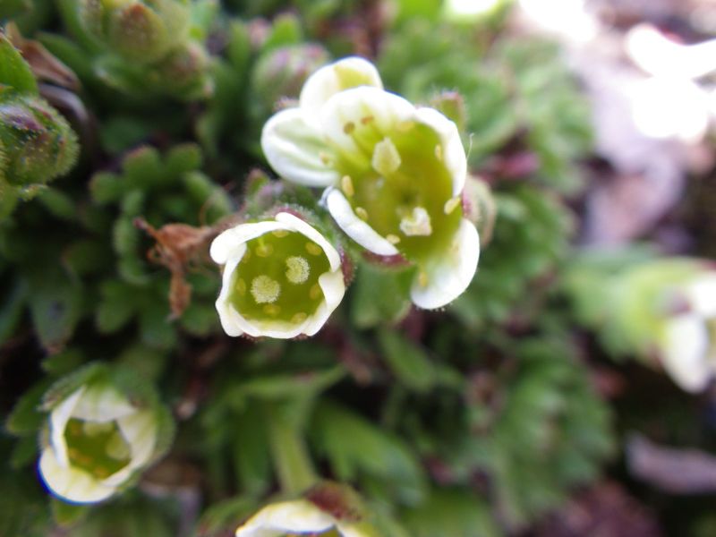 2014-06-09-1222_-_Gode_1_Vegetation