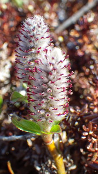 2014-06-09-1242_-_Gode_1_Vegetation