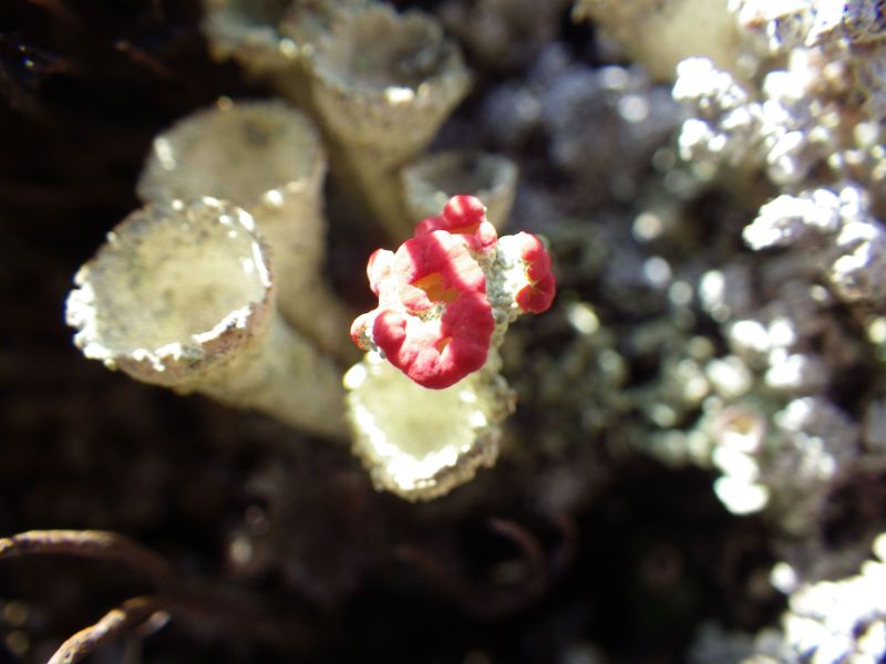 2014-06-09-1340_-_Gode_1_Vegetation