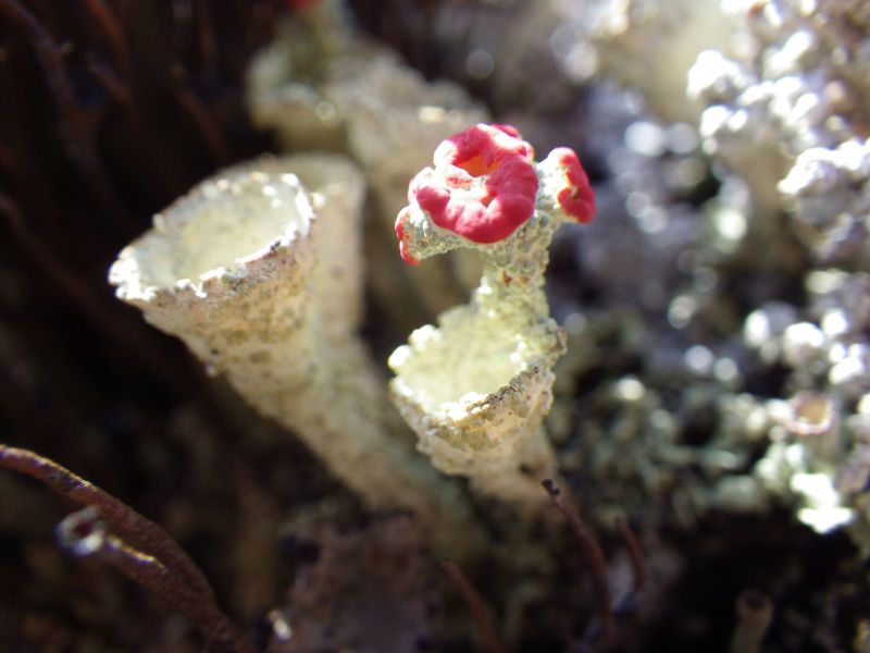 2014-06-09-1340_-_Gode_1_Vegetation_2