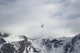 2014-06-07-1815_-_Gode_1_Terne_2