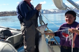 Anna fangede denne 35 kg - 135 cm helleflynder på havstang. Anna fangede denne 35 kg - 135 cm helleflynder på havstang.