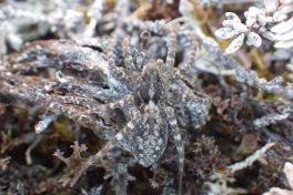 2014-06-09-1240_-_Edderkop_Gode_1