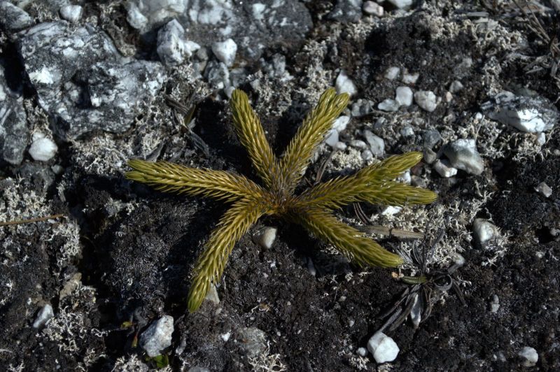 2014-06-21-1427_-_Gode_1_Vegetation