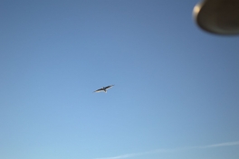 2014-07-11-2201_-_Terne