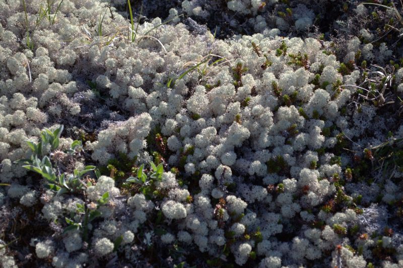 2014-07-19-1141_-_Vegetation