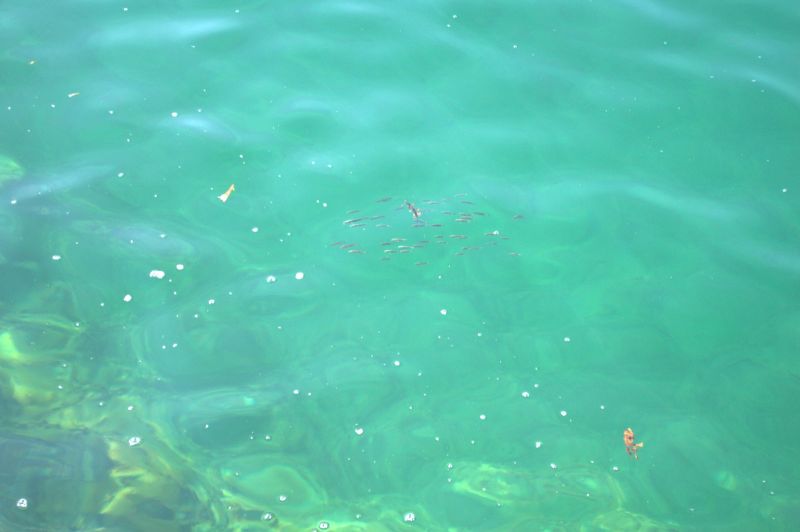 2014-07-19-1211_Smaafisk_-_4