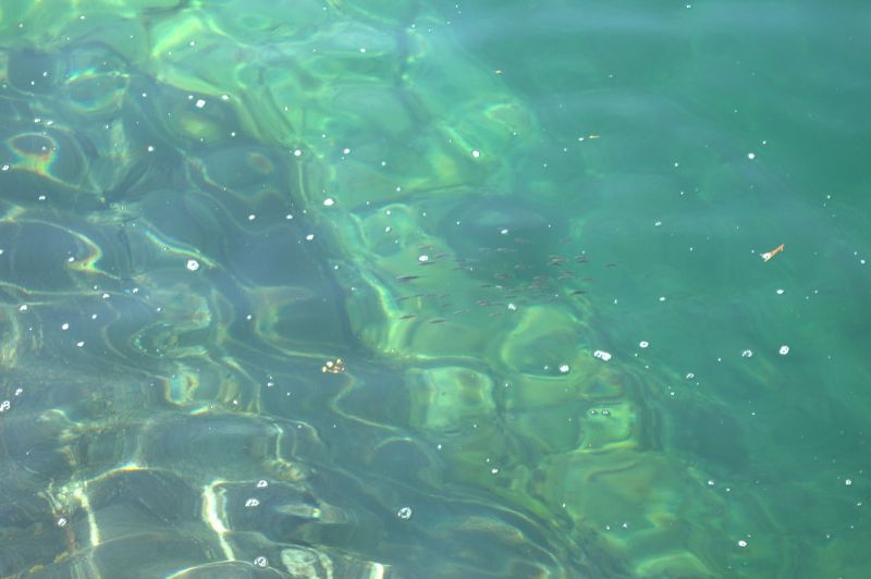 2014-07-19-1211_Smaafisk_-_5