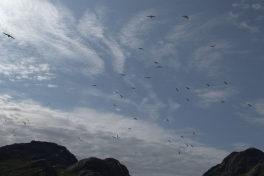 2014-07-23-1601_-_Maage_2