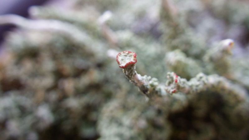 2014-08-01-2100_-_Vegetation