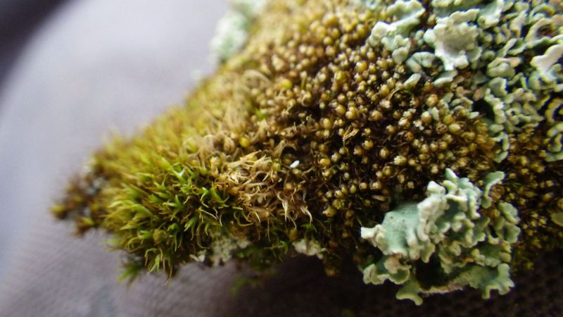 2014-08-01-2100_-_Vegetation_2