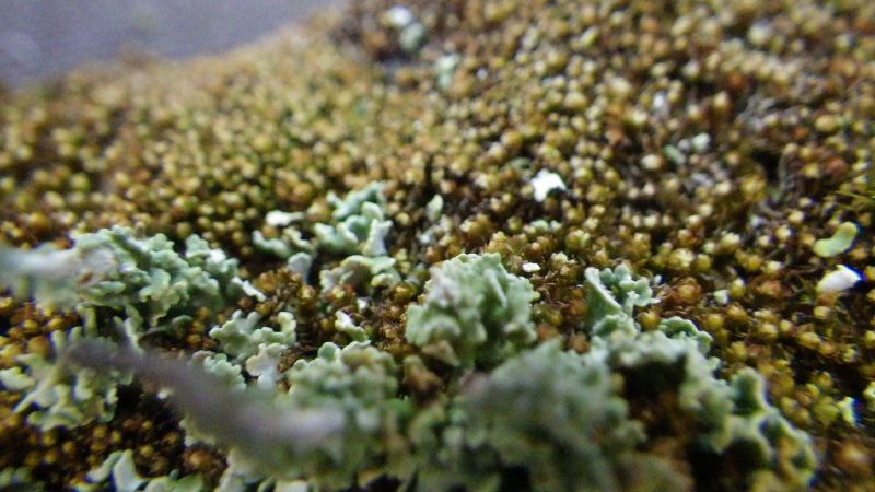 2014-08-01-2100_-_Vegetation_4