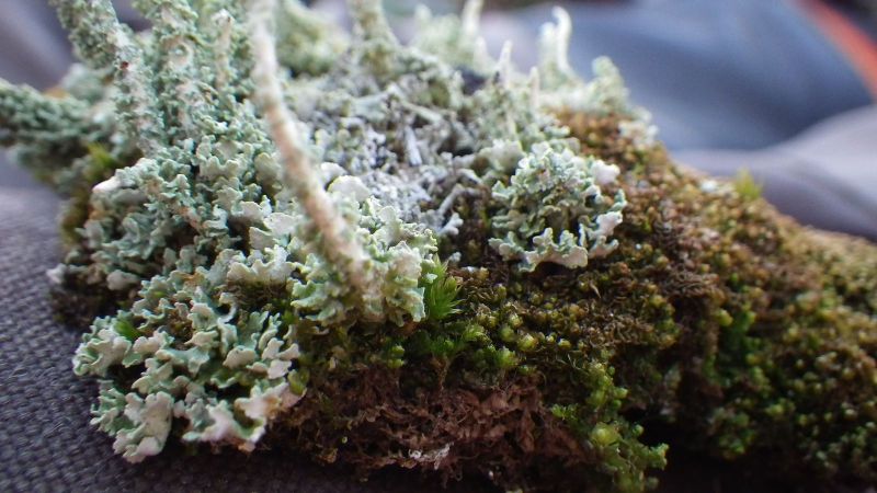 2014-08-01-2101_-_Vegetation