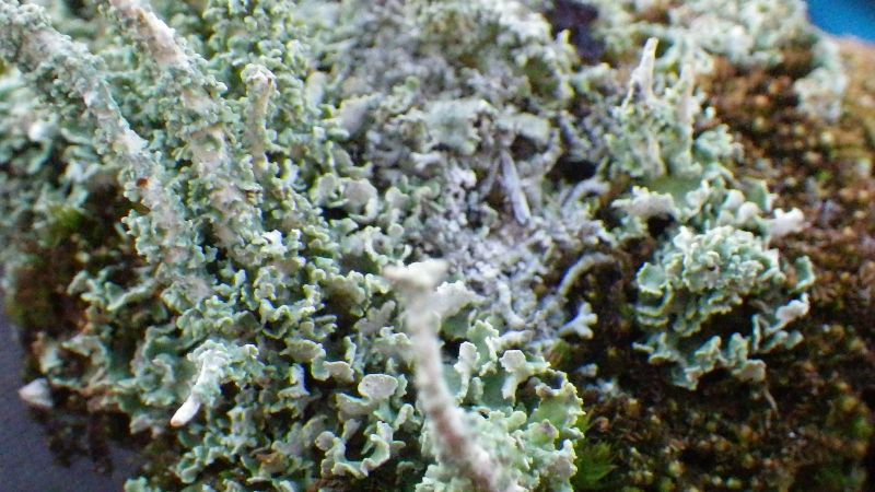 2014-08-01-2102_-_Vegetation