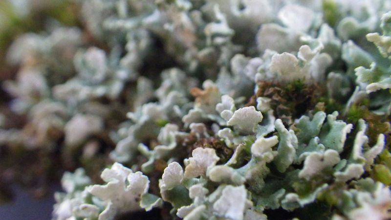 2014-08-01-2102_-_Vegetation_2