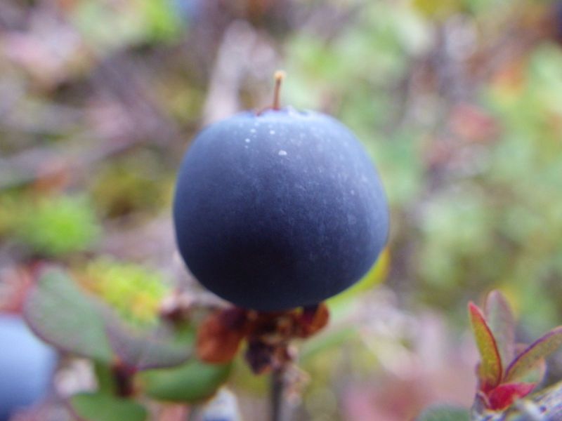 2014-08-23-1333_-_Blaabaer_Vegetation