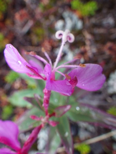 2014-08-23-1507_-_Vegetation