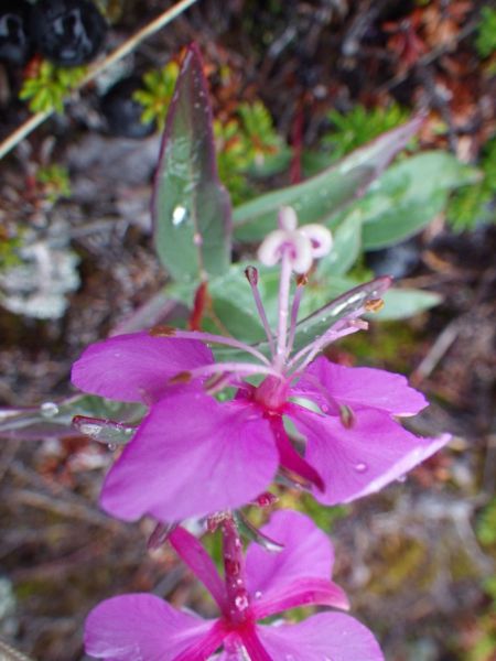 2014-08-23-1507_-_Vegetation_2