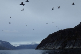 2014-09-07-1609_-_Maage_2