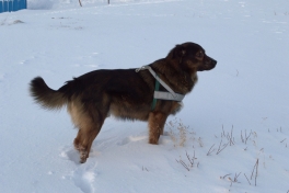 2014-12-19-1349_-_Djanco