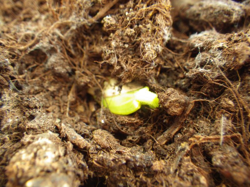 2014-02-11-1441_-_Gode_1_Planter_Roed-peber_Spirer