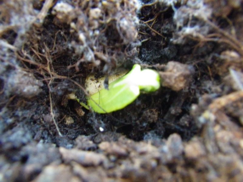 2014-02-12-0931_-_Gode_1_Planter_Roed-peber_Spirer